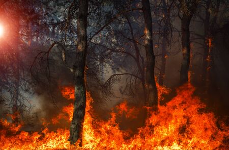 fire. wildfire at sunset, burning pine forest in the smoke and flames.の写真素材
