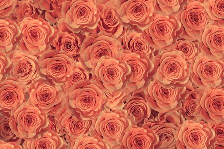 roses isolated on a black background. Greeting card with rosesの写真素材