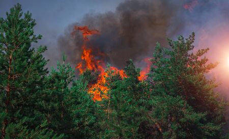 fire. wildfire at sunset, burning pine forest in the smoke and flames.の写真素材