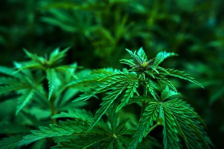 bush marijuana on blurred  background. bush cannabis.の写真素材