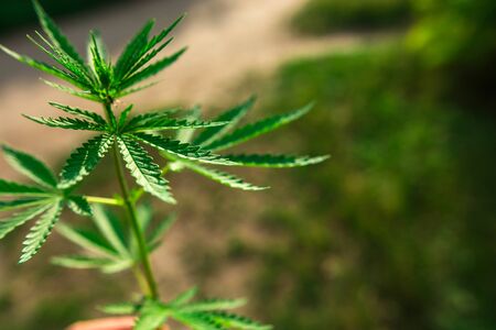 bush marijuana on blurred  background. bush cannabis at sunset.の写真素材