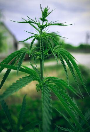 bush marijuana on blurred  background. bush cannabis.の写真素材