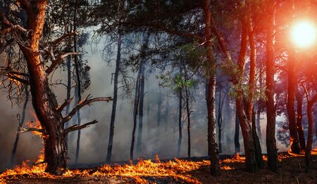 fire. wildfire at sunset, burning pine forest in the smoke and flames.の写真素材