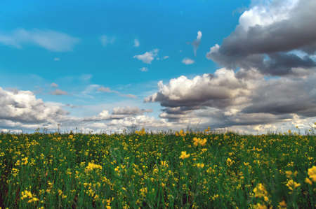 Canola field at sunset, landscape on a background of clouds. Canola biofuel, organic.