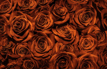 buds gold roses close-up. flowers of love.の写真素材