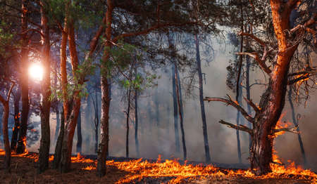 fire. wildfire at sunset, burning pine forest in the smoke and flames.の写真素材