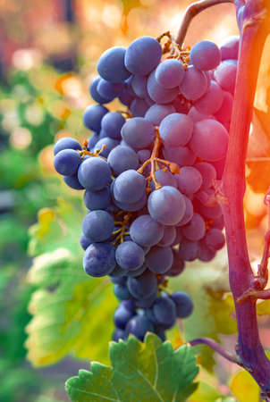 wine grapes, a ripe bunch of dark grapes, in the sun. Vineyards of France.の写真素材