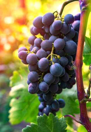 wine grapes, a ripe bunch of dark grapes, in the sun. Vineyards of France.の写真素材