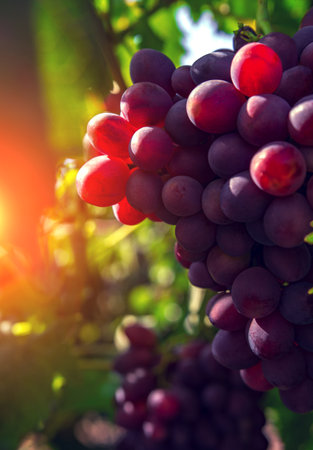 wine grapes, a ripe bunch of dark grapes, in the sun. Vineyards of France.の写真素材