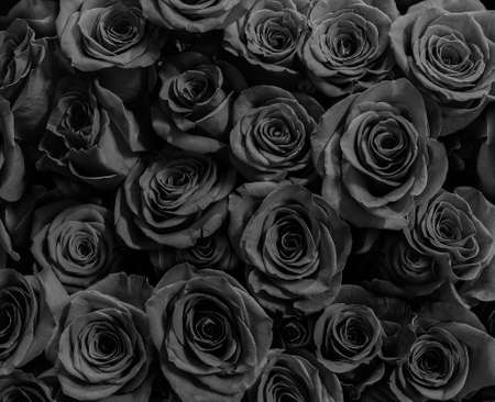 Black roses isolated on blackの写真素材