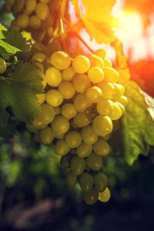 wine grapes, a ripe bunch of green grapes, in the sun. Vineyards of France.の写真素材