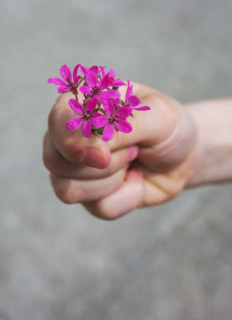 girl's hand giving wild flower with love at sunset. beautiful backgroundの写真素材