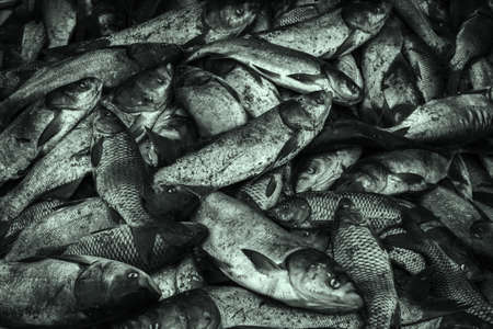 industrial fishing. poaching, illegal fishing and seafood.の写真素材
