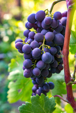 wine grapes, a ripe bunch of dark grapes, in the sun. Vineyards of France.の写真素材