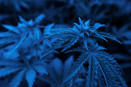 bush neon marijuana on blurred background. bush cannabis.の写真素材