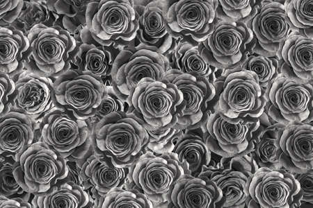 black roses isolated on a black background. Greeting card with rosesの写真素材
