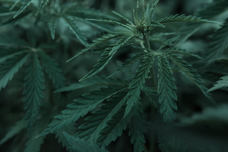 bush marijuana on blurred background. bush cannabis.の写真素材
