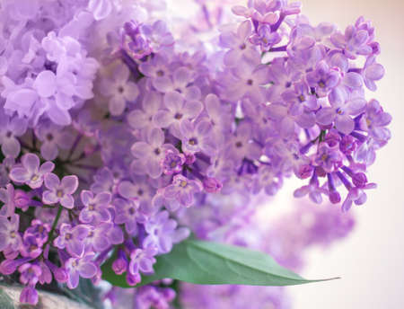 wild flowers lilac bush in the blurry backgroundの写真素材