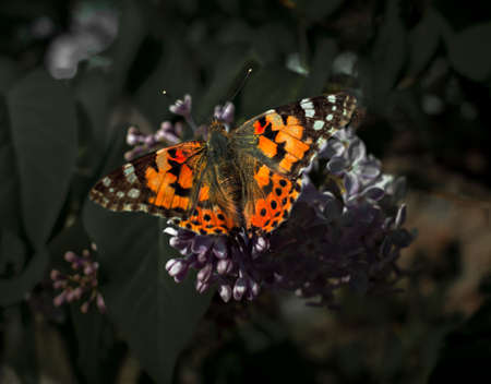 insect butterfly on a flower.の写真素材