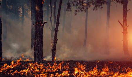 fire. wildfire at sunset, burning pine forest in the smoke and flames.の写真素材