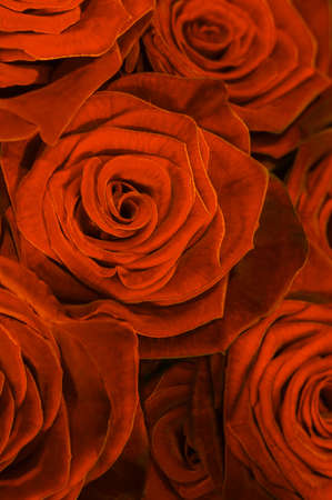 buds gold roses close-up. flowers of love.の写真素材