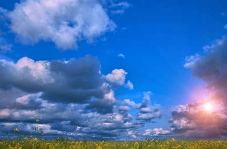 Canola field, landscape on a background of clouds. Canola biofuel, organic.の写真素材