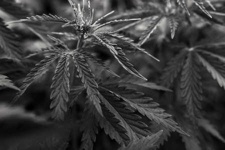 bush marijuana on blurred black background. bush cannabis.の写真素材