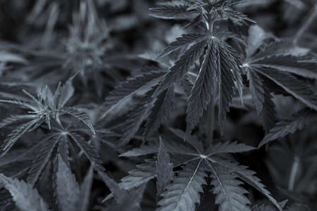 bush marijuana on blurred black background. bush cannabis.の写真素材