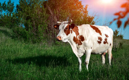 cow in the meadow eats grass.の写真素材