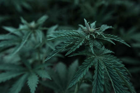 bush marijuana on blurred background. bush cannabis.の写真素材