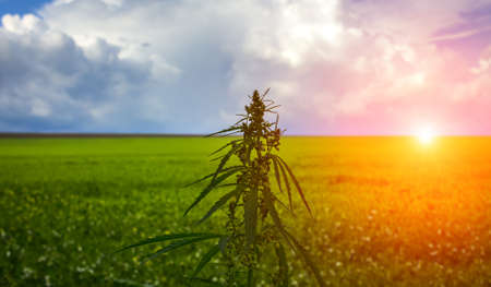 bush marijuana on blurred background. bush cannabis at sunset.の写真素材