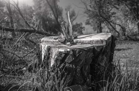 freshly felled tree. illegal logging.の写真素材