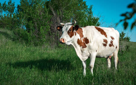 cow in the meadow eats grass.の写真素材