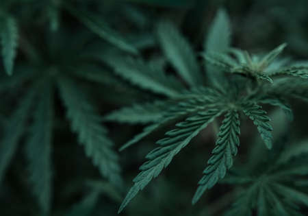 bush marijuana on blurred background. bush cannabis.の写真素材