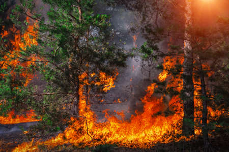 fire. wildfire at sunset, burning pine forest in the smoke and flames.の写真素材