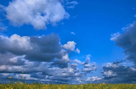Canola field, landscape on a background of clouds. Canola biofuel, organic.の写真素材