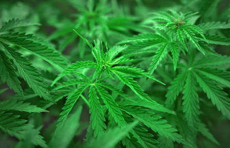 bush marijuana on blurred background. bush cannabis.の写真素材