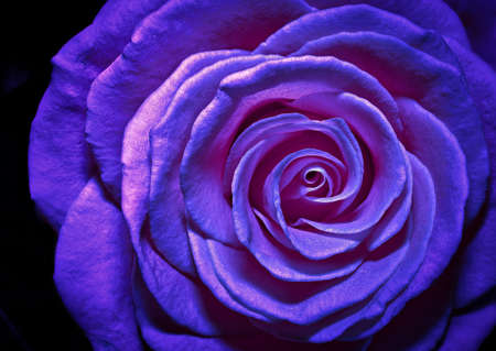 blue rose neon isolated on a black background. I love you.の写真素材