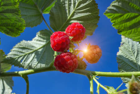 ripe raspberries in the garden at sunset. Red sweet berries growing on raspberry bush.の写真素材