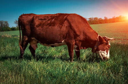 cow in the meadow eats grass.の写真素材