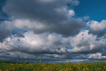 Canola field, landscape on a background of clouds. Canola biofuel, organic.の写真素材
