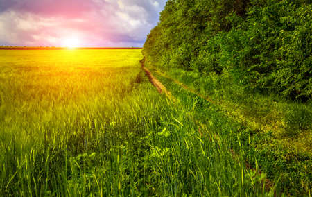 field of green grass on a background of storm clouds.の写真素材