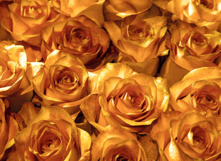 buds gold roses close-up. flowers of love.の写真素材
