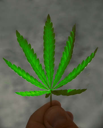 bush marijuana on blurred background. bush cannabis.の写真素材