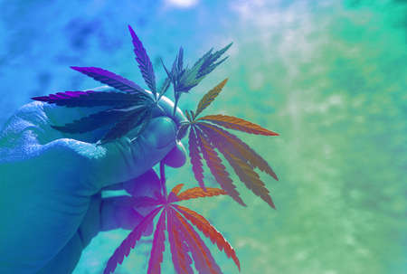 bush marijuana on blurred background. bush cannabis on the palm at sunset.の写真素材
