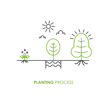 Planting process infographic. Growth stages. Steps of plant growth in trendy linear style. Vector illustration.のイラスト素材