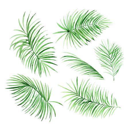 Watercolor palm leaves on white background in vector. Tropical elements for your design.のイラスト素材
