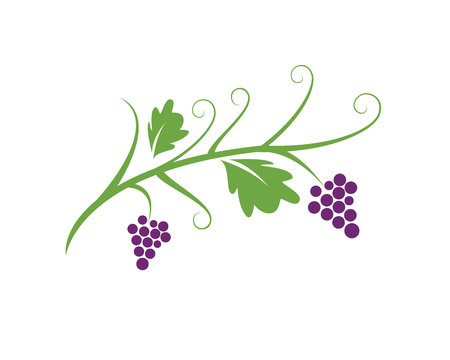 Bunch of wine grapes with leaf icon for food apps and websitesのイラスト素材