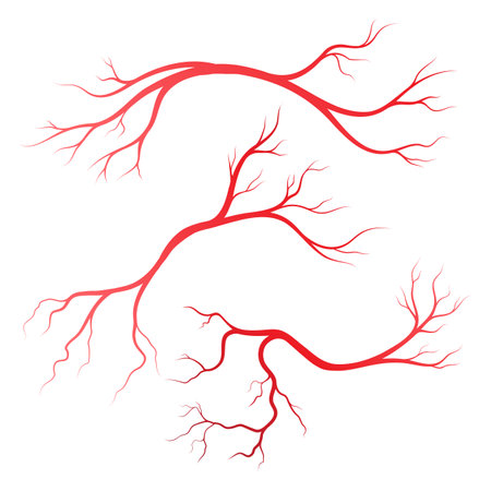 Human veins and arteries illustration design templateのイラスト素材