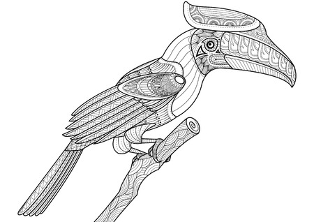 hornbill bird.sketch coloring pageのイラスト素材